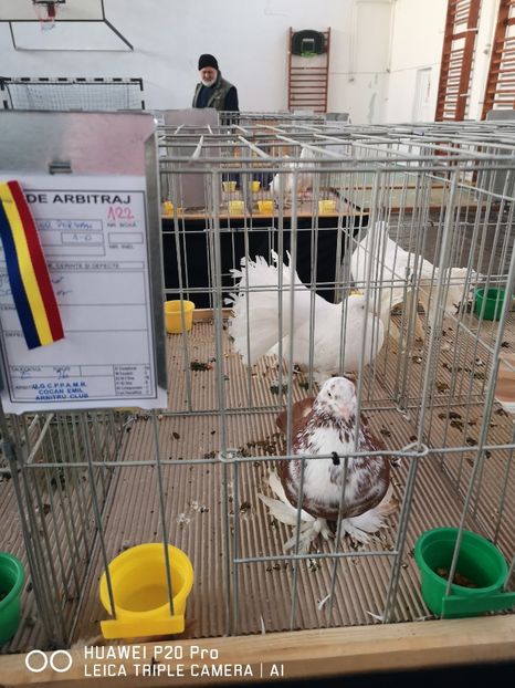  - EXPOZITIA DE PORUMBEI SI PASARI EXOTICE BISTRITA 08-10 Feb 2019