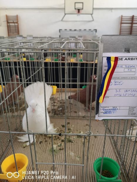  - EXPOZITIA DE PORUMBEI SI PASARI EXOTICE BISTRITA 08-10 Feb 2019