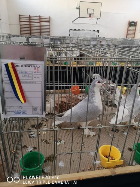  - EXPOZITIA DE PORUMBEI SI PASARI EXOTICE BISTRITA 08-10 Feb 2019