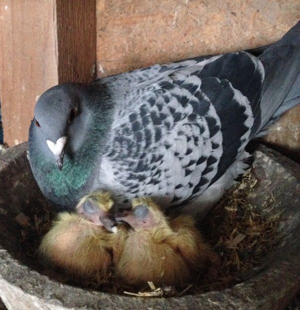 F-loc 6 clubViteza tineret 2018 - 01-RO - 1245825-2013M norma viteza demifond si general