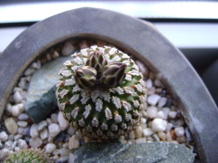 Turbinicarpus pseudopectinatus - Cactusi 2019