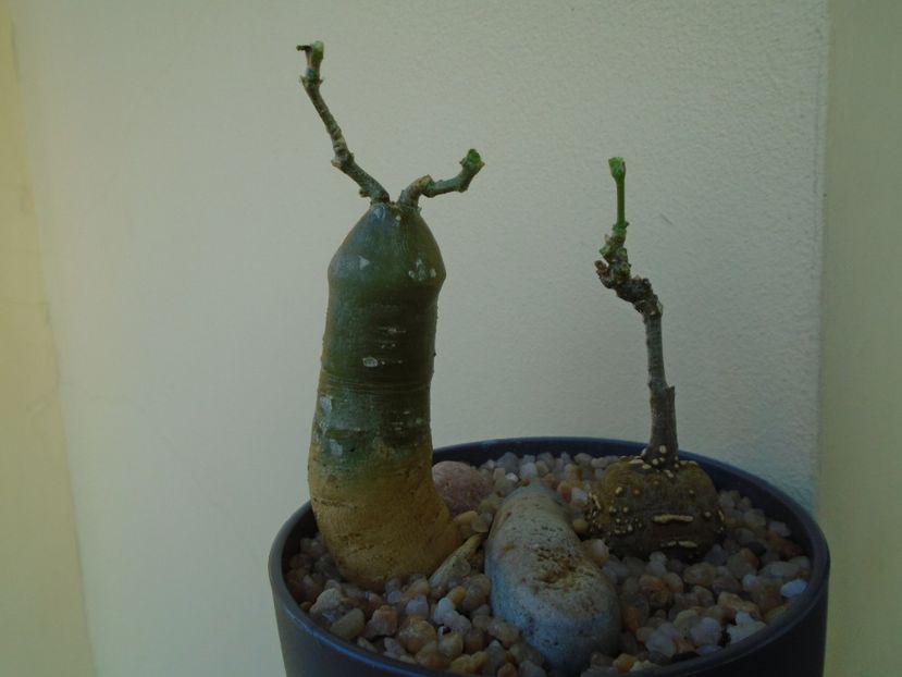 Kedrostis foetidissima & Ibervillea lindheimeri - Caudiciforme si bulbi 2019