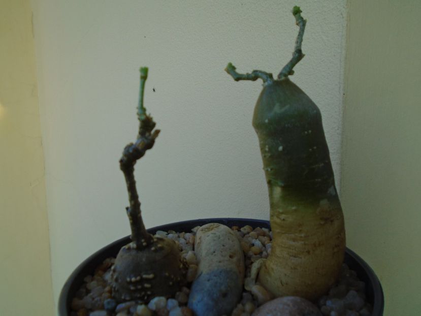 Kedrostis foetidissima & Ibervillea lindheimeri - Caudiciforme si bulbi 2019