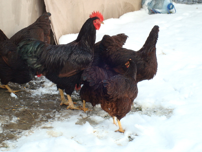 BTEPONDLRJVXOCZOLEQ - Rhode Island Red - feb