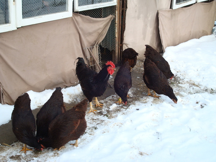 IUSSIFVOMNRCGCBOOEA - Rhode Island Red - feb