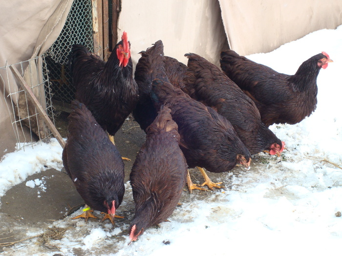 ZSPDOYHISGDVWEWOLKP - Rhode Island Red - feb