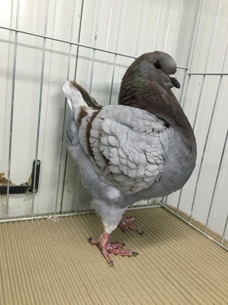 306872A4-DF38-4059-A0DA-20E6969D9E95 - Porumbei king de vanzare