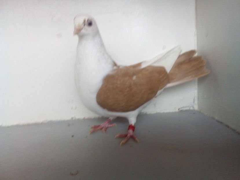  - PORUMBEI CARE MI AU APARTINUT