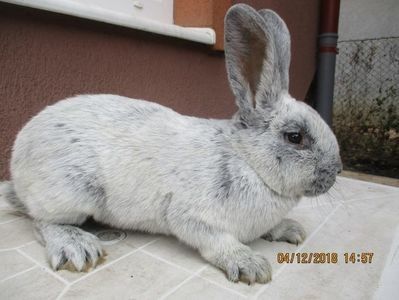 RO 12-68105 - X ARHIVA IEPURI CE AM AVUT