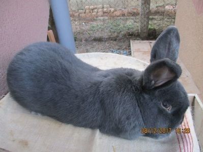 RO3-3518 - X ARHIVA IEPURI CE AM AVUT