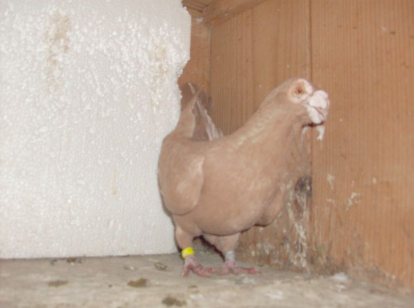 femela 2011 - Lot 2019