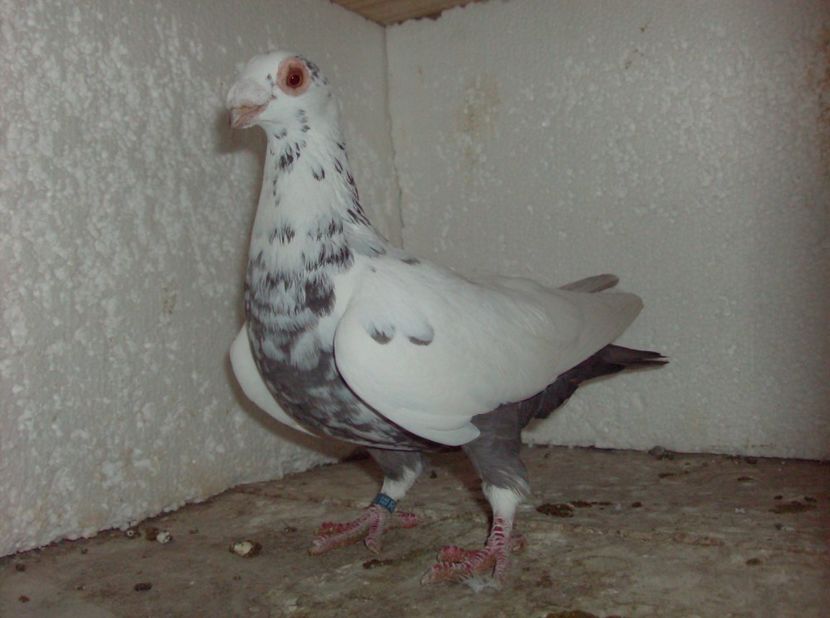  - Lot 2019