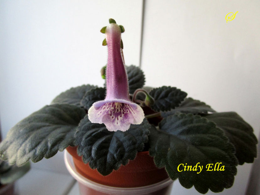 Cindy Ella(20-02-2019)1 - Sinningii 2019
