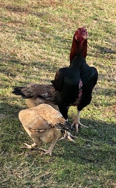 Familie Combatant Tuzo, cocoș cu două găini - 2019 Combatant Tuzo