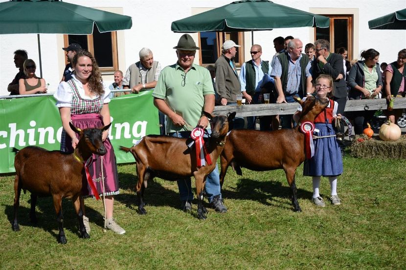 34. Gruppe Gemsfarbige Gebirgsziegen 1. Platzierte - Rase de capre vaci oi poze noi 2017 2018