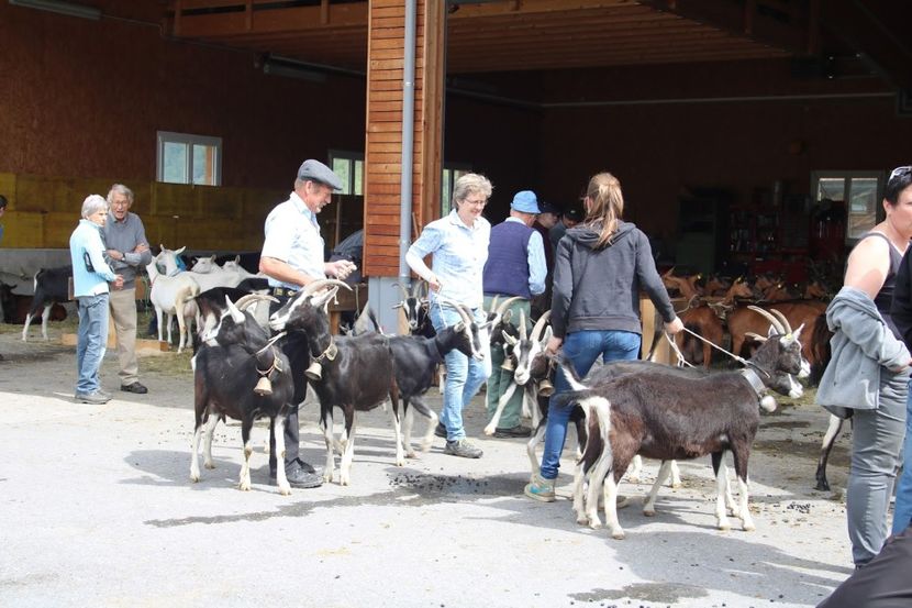 Alpina britanica - Rase de capre vaci oi poze noi 2017 2018