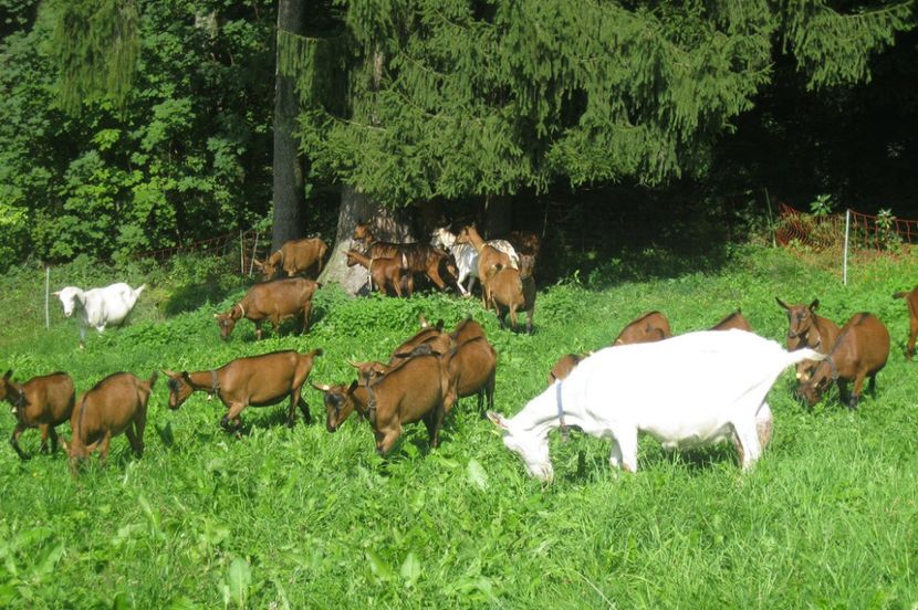 Alpine si Saanen la pascut-yh443 - Rase de capre vaci oi poze noi 2017 2018