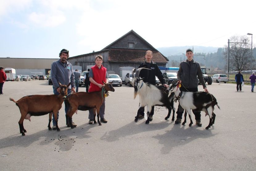 Alpinele  si caprele Paun- sh76 - Rase de capre vaci oi poze noi 2017 2018