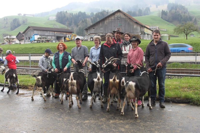 Alpinele britanice-65 - Rase de capre vaci oi poze noi 2017 2018