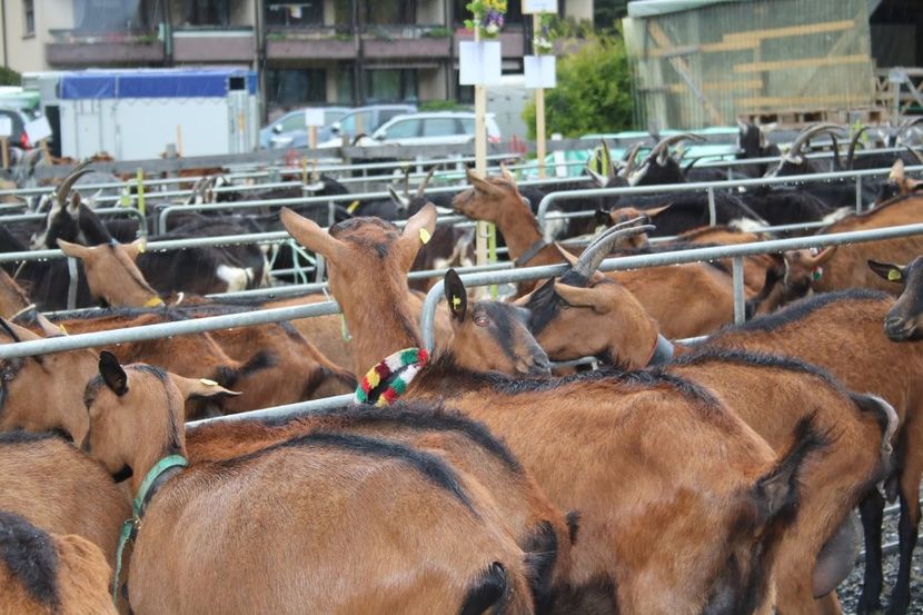Alpinele in ploaie - Rase de capre vaci oi poze noi 2017 2018