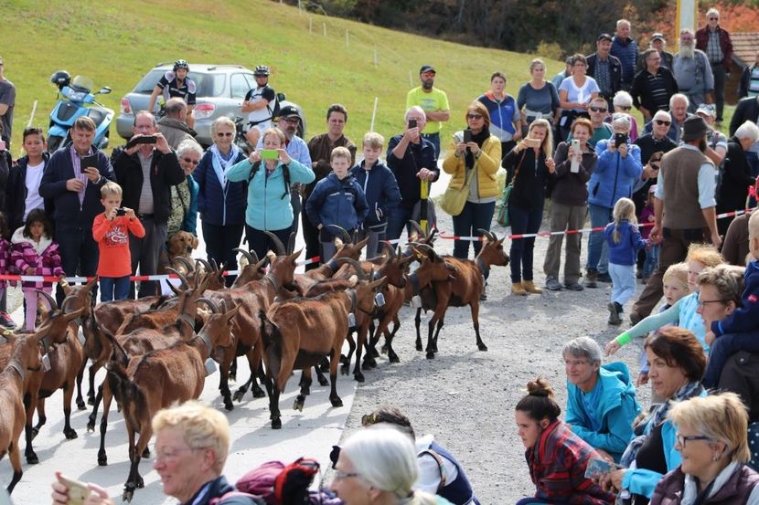 Alpinele pe drum - Rase de capre vaci oi poze noi 2017 2018