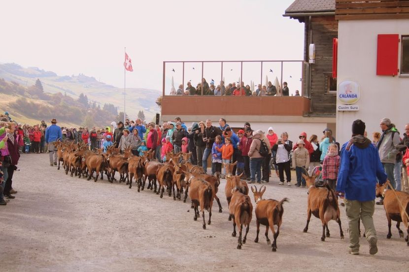 Alpinele si cacarezele - Rase de capre vaci oi poze noi 2017 2018