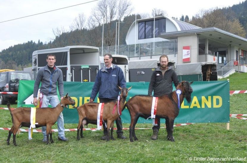 Alpinele si Tapul-5te - Rase de capre vaci oi poze noi 2017 2018