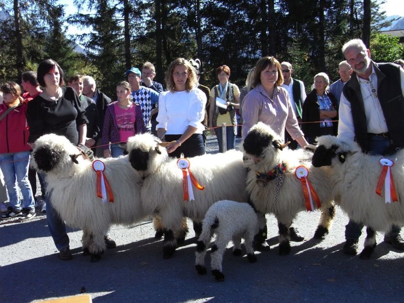 Alti castigatori-43d - Rase de capre vaci oi poze noi 2017 2018