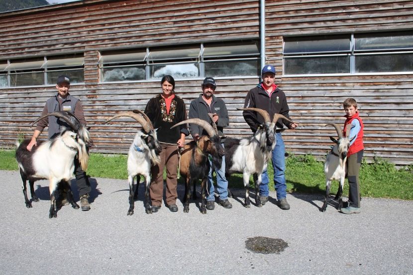 Asa ceva sa tot vezi - Rase de capre vaci oi poze noi 2017 2018