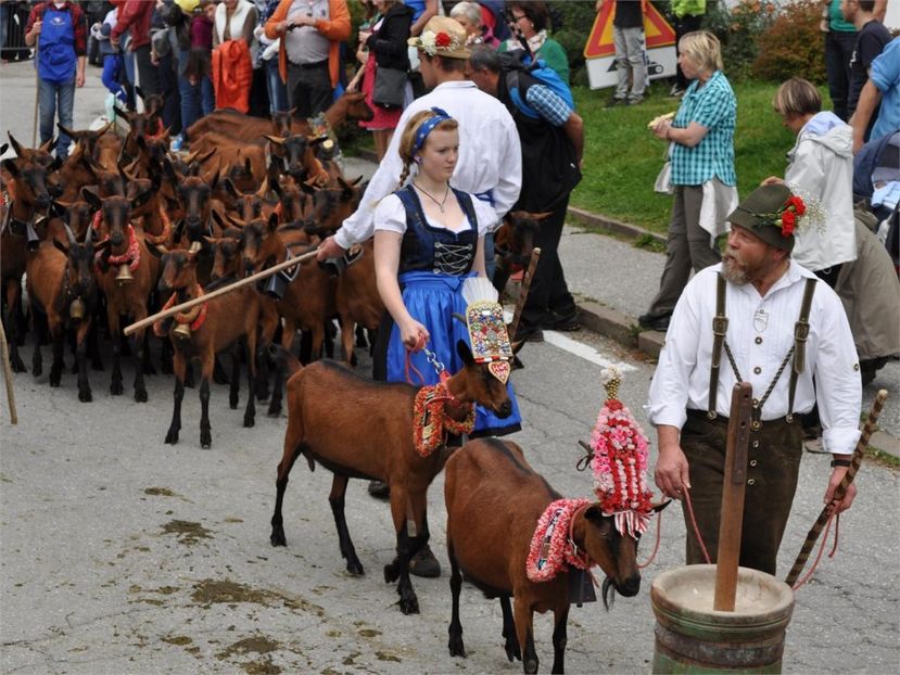 Asa da ne place desigur,,,, - Rase de capre vaci oi poze noi 2017 2018