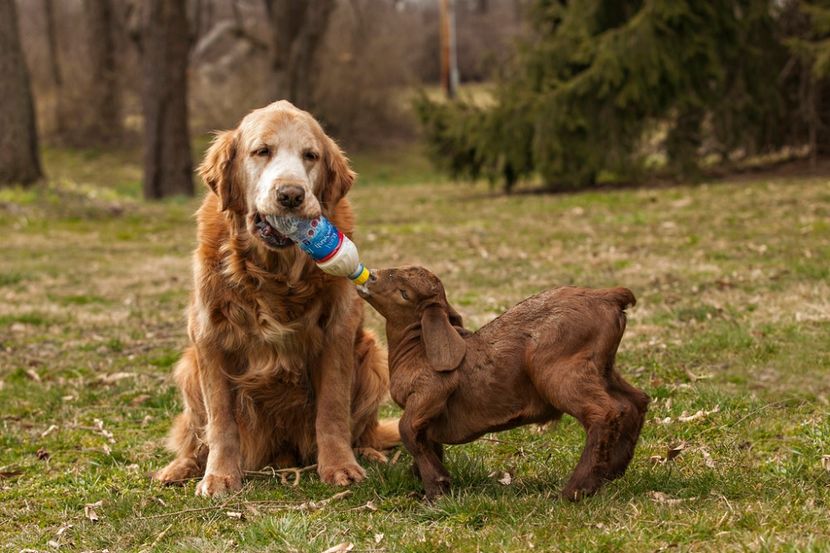 asa da,,, - Rase de capre vaci oi poze noi 2017 2018