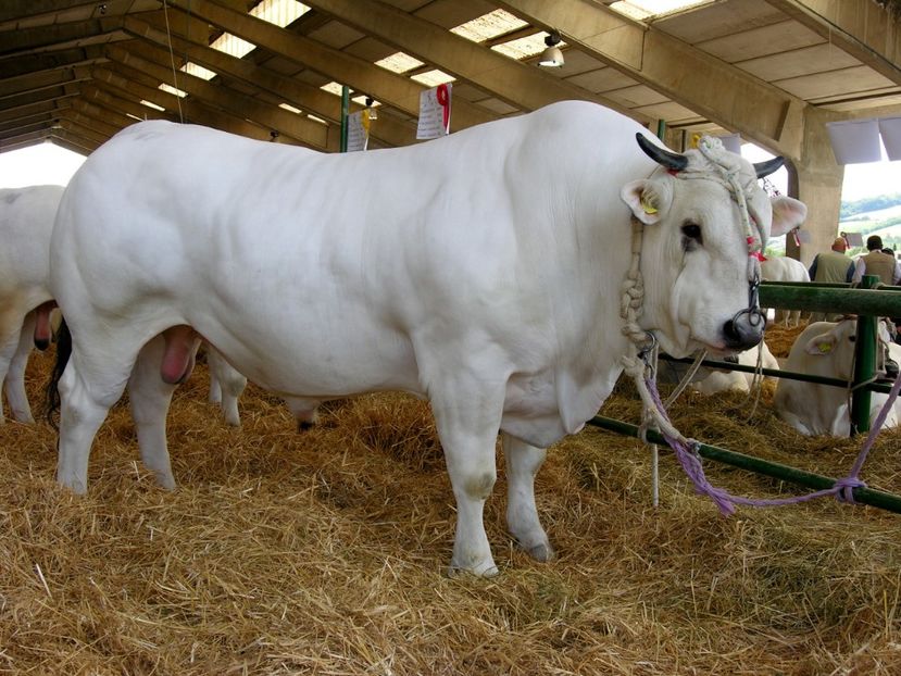 Asta da rasa Marchigiana deosebit - Rase de capre vaci oi poze noi 2017 2018