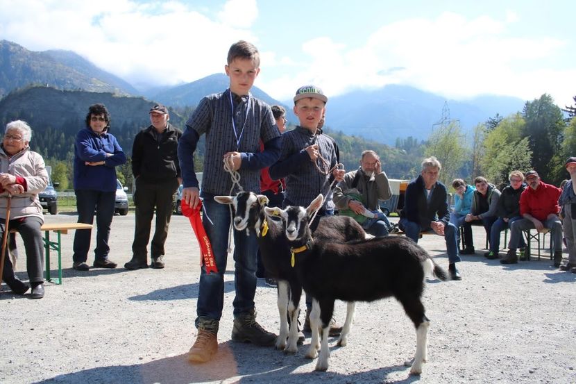 Au luat si premii - Rase de capre vaci oi poze noi 2017 2018