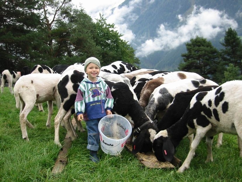 Baietul cu mancarea la oi - Rase de capre vaci oi poze noi 2017 2018