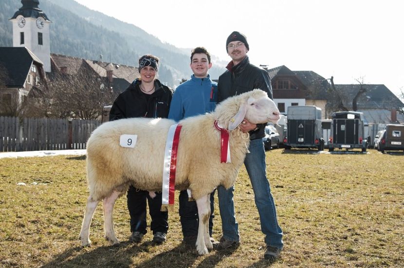 Berbec mare si frumos - Rase de capre vaci oi poze noi 2017 2018