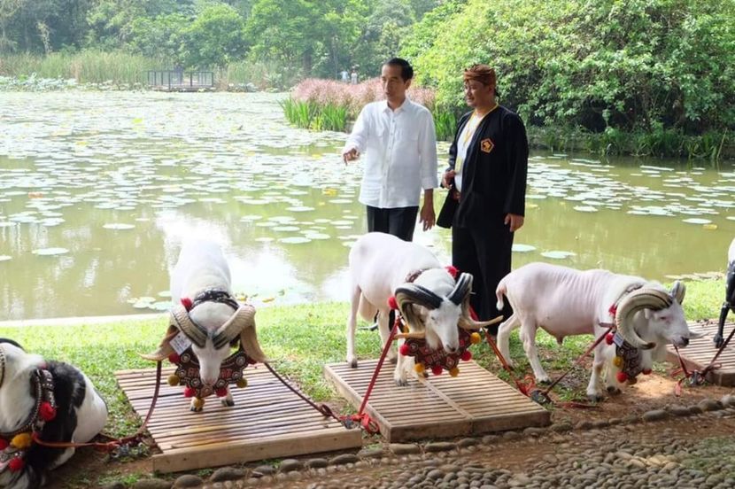 Berbeci Domba-Garut frumosi - Rase de capre vaci oi poze noi 2017 2018