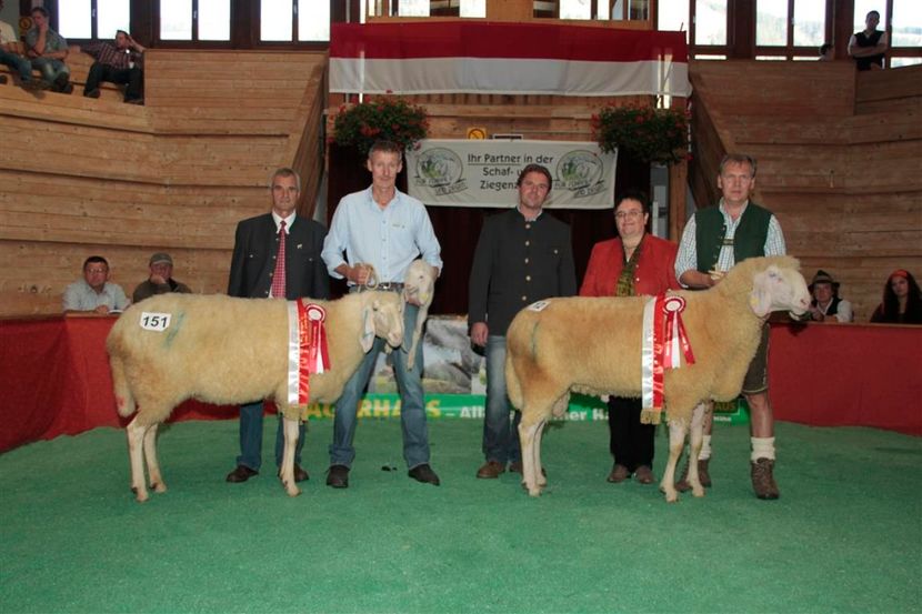 Berbecii foarte frumosi-65bs - Rase de capre vaci oi poze noi 2017 2018