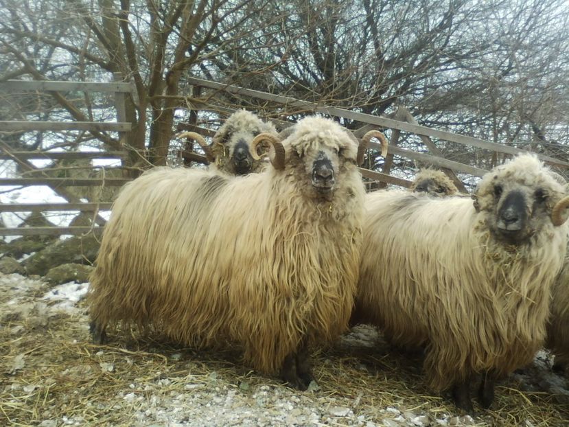 Berbecii frumusei-54rr - Rase de capre vaci oi poze noi 2017 2018