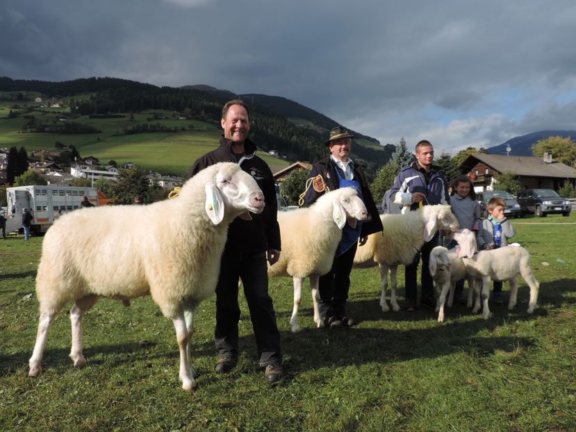Berbecul Bergschaf-544 - Rase de capre vaci oi poze noi 2017 2018