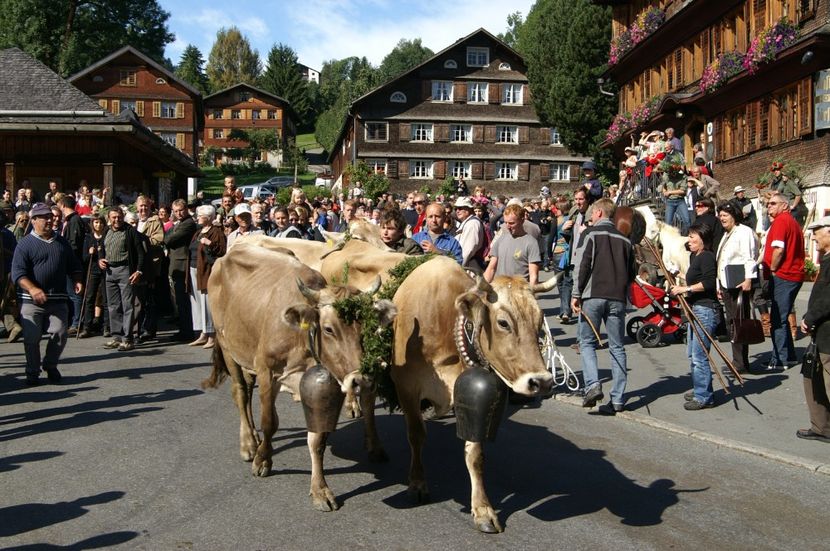 Brunele elvetiene la drum - Rase de capre vaci oi poze noi 2017 2018