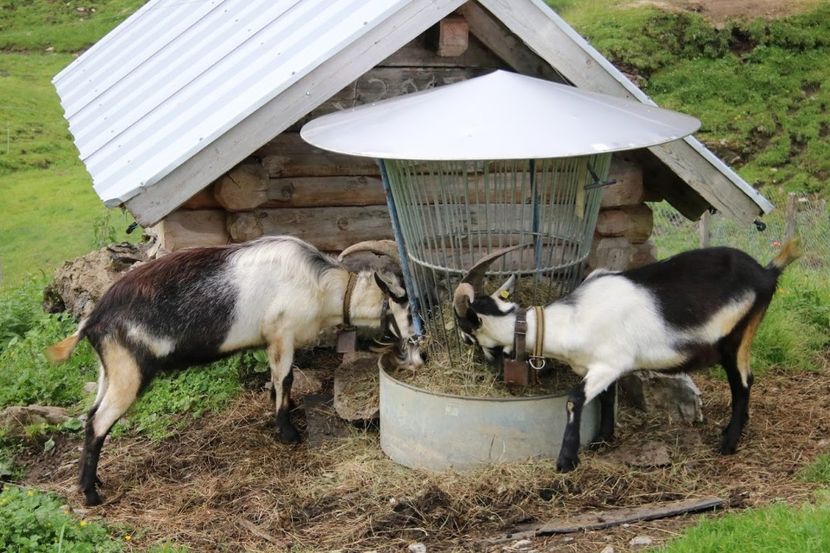 ca sa nu prade fanul caprele-1 - Rase de capre vaci oi poze noi 2017 2018