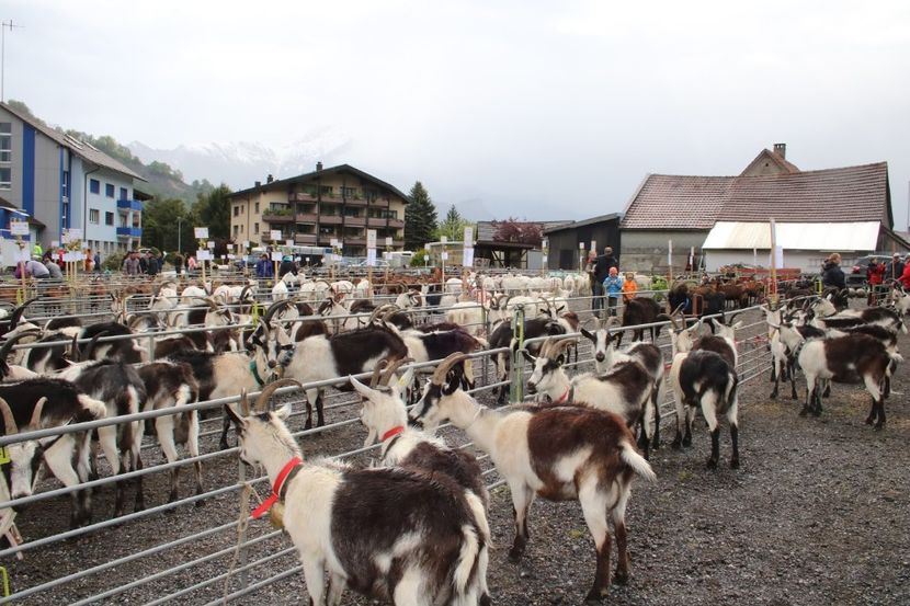 Capre cate vrei-65fs - Rase de capre vaci oi poze noi 2017 2018