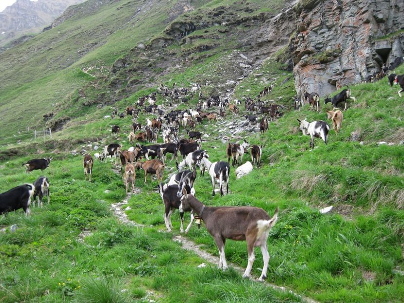 Capre de capre pe munte-h66 - Rase de capre vaci oi poze noi 2017 2018