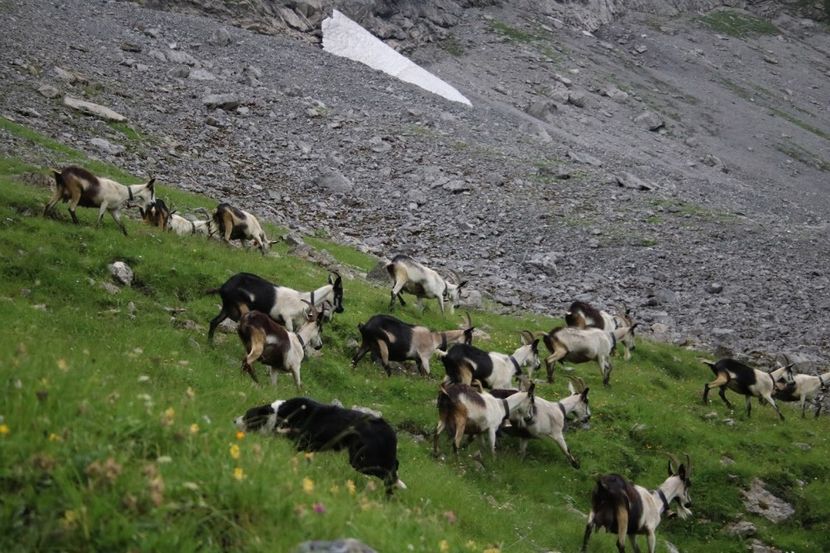 Capre la pascut pe munte-5hg - Rase de capre vaci oi poze noi 2017 2018