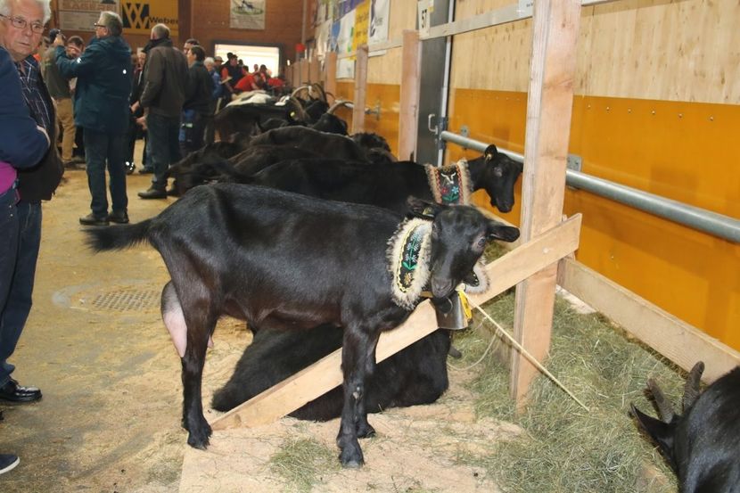 Capre Nera-Verzasca la stand-5gf - Rase de capre vaci oi poze noi 2017 2018