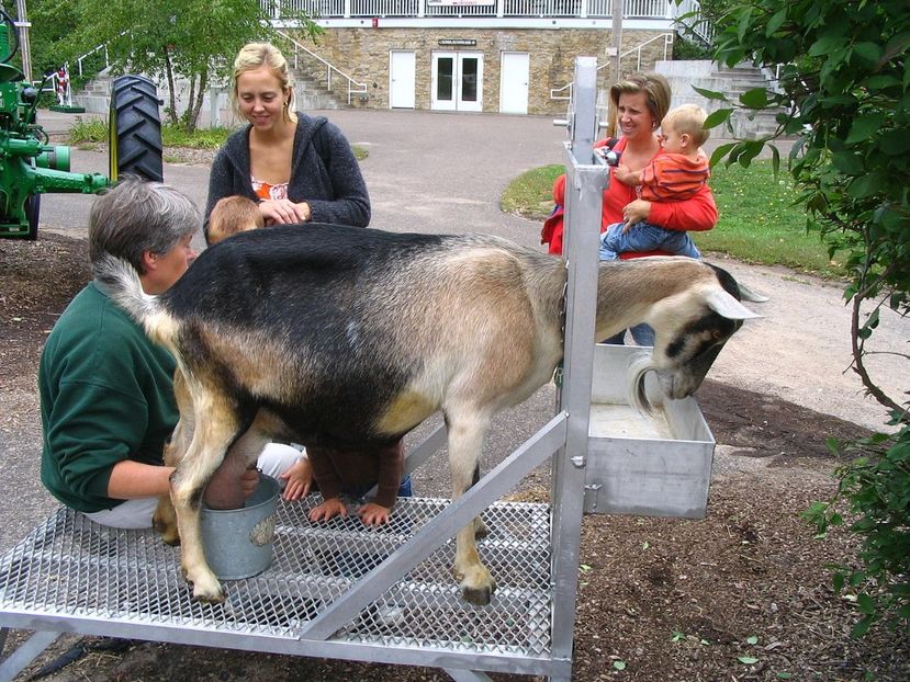 Caprita la muls pe stand-433 - Rase de capre vaci oi poze noi 2017 2018