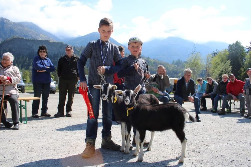 copii cu Alpinele britanice-55 - Rase de capre vaci oi poze noi 2017 2018