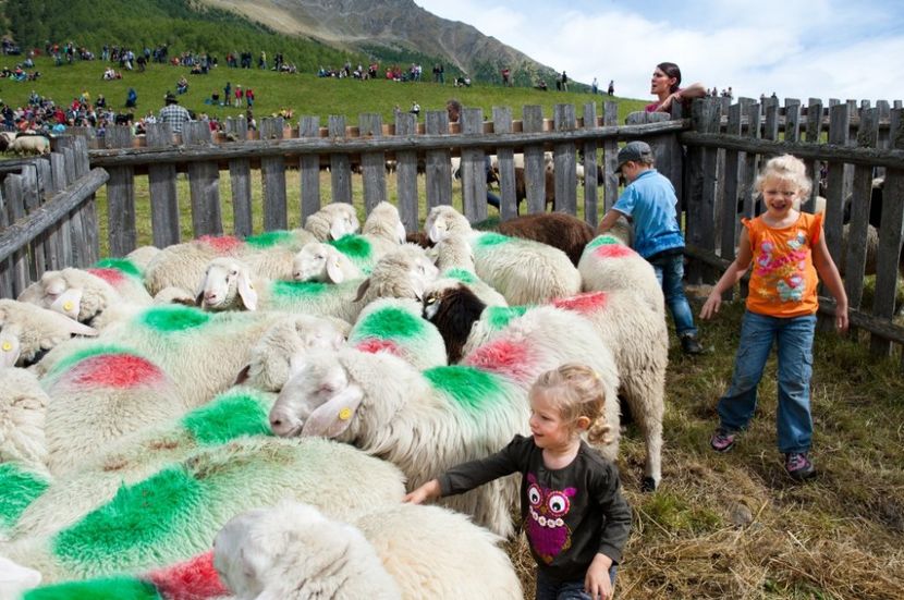 Copii cu oitele bucurosi - Rase de capre vaci oi poze noi 2017 2018