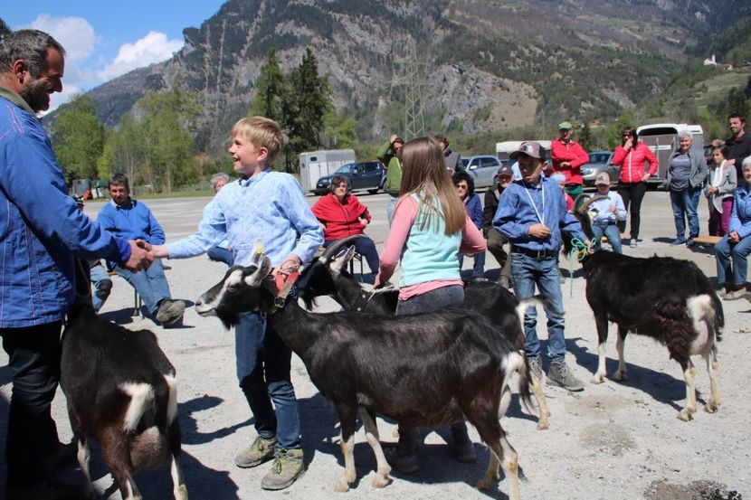 Copii fericiti cu Alpinele - Rase de capre vaci oi poze noi 2017 2018