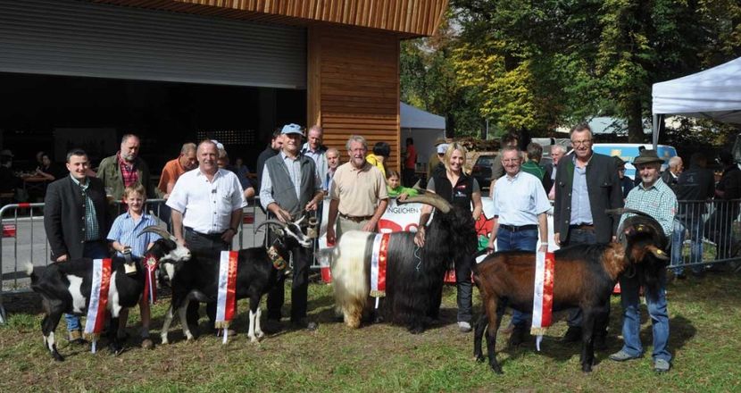 Doar frumuseti - Rase de capre vaci oi poze noi 2017 2018